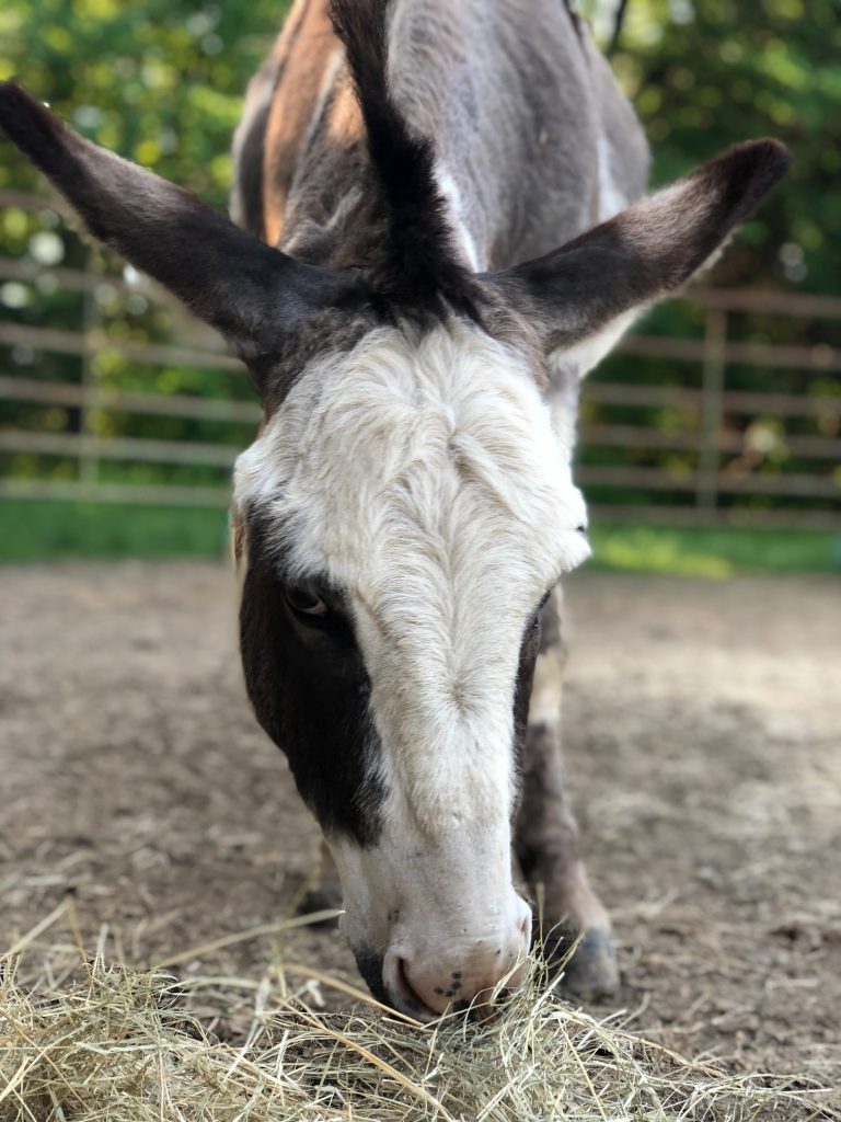 equine-partners-frank