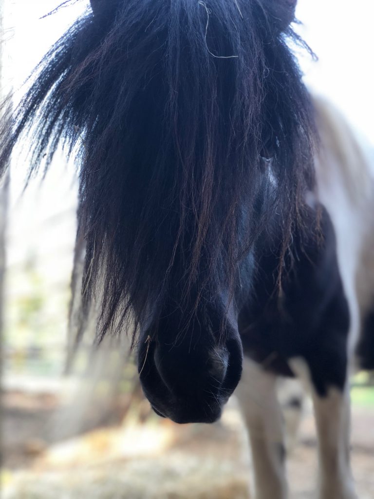equine-partners-oreo