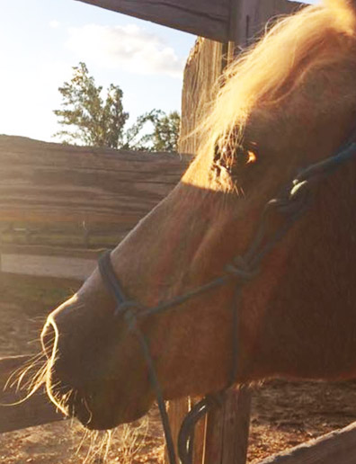 equine-partners